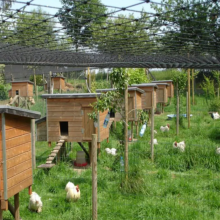 19mm 6Ply Heavy Duty Knotted Polyethylene Bird Netting UV Protection Aviary Poultry Net 50 x 50FT thumbnail-4