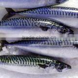 WR Atlantic Mackerel thumbnail-3