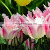 With High Quality and Grade Flower Bulbs Type Tulip With Low Price and Fast Shipping thumbnail-4