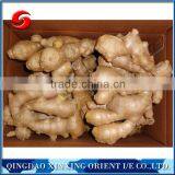 air dry ginger/half air dry ginger/ wholesale air dried fresh ginger