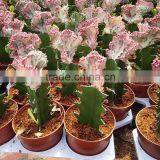 Natual Colorful Cactus Plants Table Decor thumbnail-6