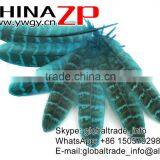 Hotselling CHINAZP Dyed Turquoise Blue Ringneck Wing Quills Feather for Party Decoration thumbnail-4