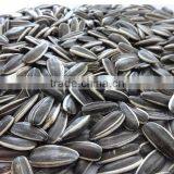 Price Of Sunflower Seeds 5009 With Good Quality Lowest Price thumbnail-5