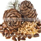 High quality pine nuts from Russia