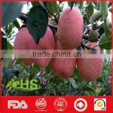 Fresh Fruit of Fresh Apples in Hot Selling thumbnail-2