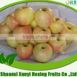 Chinese Red Fresh Honey Sweet Gala Apple Price thumbnail-2
