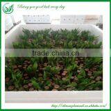 Indoor Straight Lucky Bamboo Plants Sale thumbnail-4