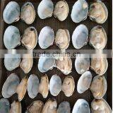 VACCUM PACKING BABY CLAM FOR SALE thumbnail-2