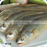 Frozen Yellow Croaker thumbnail-1