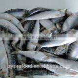 Frozen Fresh Sardine Fish thumbnail-1