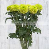 Natural Fresh Cut Decorative Mini Colorful Chrysanthumum Flowers As Gift For Friends From Yunnan, China thumbnail-3