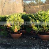 CHAMAEROPS HUMILIS VULCANO PALM TREE thumbnail-1