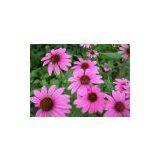 Echinacea Purpurea Extract thumbnail-1