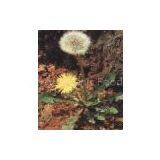 Dandelion Extract(info12 at Lgberry Dot Com Dot Cn)