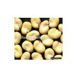 Broad Beankernel thumbnail-1