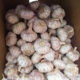 Loose Packing 5.5-6cm Fresh Red Garlic Produced In Jinxiang Shandong China thumbnail-3