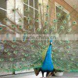 Wholesale Natural Peacock Feather Decorative Birds thumbnail-1