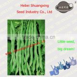Hybrid Bean Seeds SX Kidney Bean Seeds No.1406