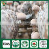 Canned Shiitake Mushrooms,Himalayan Mushroom,korean Mushroom thumbnail-4