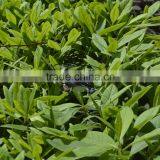 China Suppliers Bricstar Wireless Fpv Dron Small Flying Camera Toys thumbnail-6