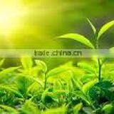 Green Tea SP2 ( Super Pekoe 2 ) is Famous Organic Tea From Tea Paris Viet Nam thumbnail-5