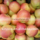 Fresh Gala Apple thumbnail-1