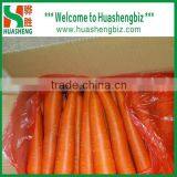 2016 Best Quality Fresh Red Carrots thumbnail-3