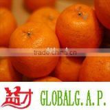 Honey mandarin( mandarin orange,Chinese mandarin,L-001)