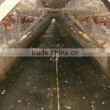 Manure Treatment Machine for Chicken Coop