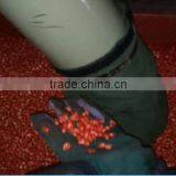 10 T/h Maize Seed Processing Machinery for Seed Conditioning Unit thumbnail-6