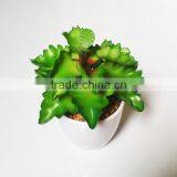 Small Artificial Succulent Plants for Indoor Shopping Mall Decoration thumbnail-4