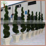 Commercial Decorative Preserved Spiral Boxwood Topiary thumbnail-3