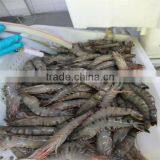 Frozen Raw South American White Shrimp thumbnail-1