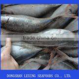 Frozen Red Tail Horse Mackerel thumbnail-1