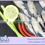 Zhoushan Wild Caught Fresh Baby Squid BQF OR IQF thumbnail-4