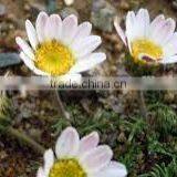 Anacyclus Pyrethrum thumbnail-2