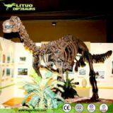 Science Educationa Equipment Fiberglass Dinosaur Fossil Replica thumbnail-2