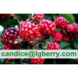 (Anthocyanin 5%-70%)-Anthocyanin Professional Factory/raspberry Extract thumbnail-1
