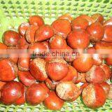 Fresh Chinese Dandong Chestnut thumbnail-1