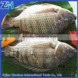 Frozen Tilapia Fish Whole Round GS thumbnail-1