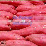 Hot Sale Potato Garlic Cleaning Peeling Machine for Commercial Use thumbnail-6