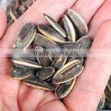 SUNFLOWER SEEDS thumbnail-6