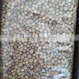 Hemp Seed 2016 thumbnail-4