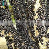Jaboticaba Seeds Jabuticaba Guapuru Hivapuru Sabara Ybapuru Brazilian Grape Tree Seeds For Growing thumbnail-5