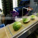 Multi-functional Fresh Aubergines Packing Machine/Flow Vegetable Wrapping Machine thumbnail-2