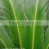 Artificial Cycas Revoluta Sago Cycas for Jurassic Period Dinosaur Hall thumbnail-5