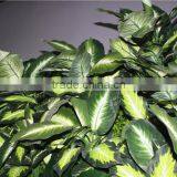 Stickers Home Garden Deco 200*200 cm Indoor or Outdoor Artificial Corner Succulent Green Climbing Plant Wall Ezwq10 106 thumbnail-1