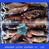 Frozen WR Illex Squid