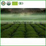 High-grade and Nutritious Green Tea / Easy to Use Made in China thumbnail-4