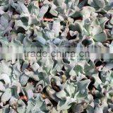 Echeveria Culibra Decorative Plants Echeveria, Succulent Plants, Tropical Plants thumbnail-1